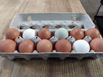 1 Dozen Eggs Local